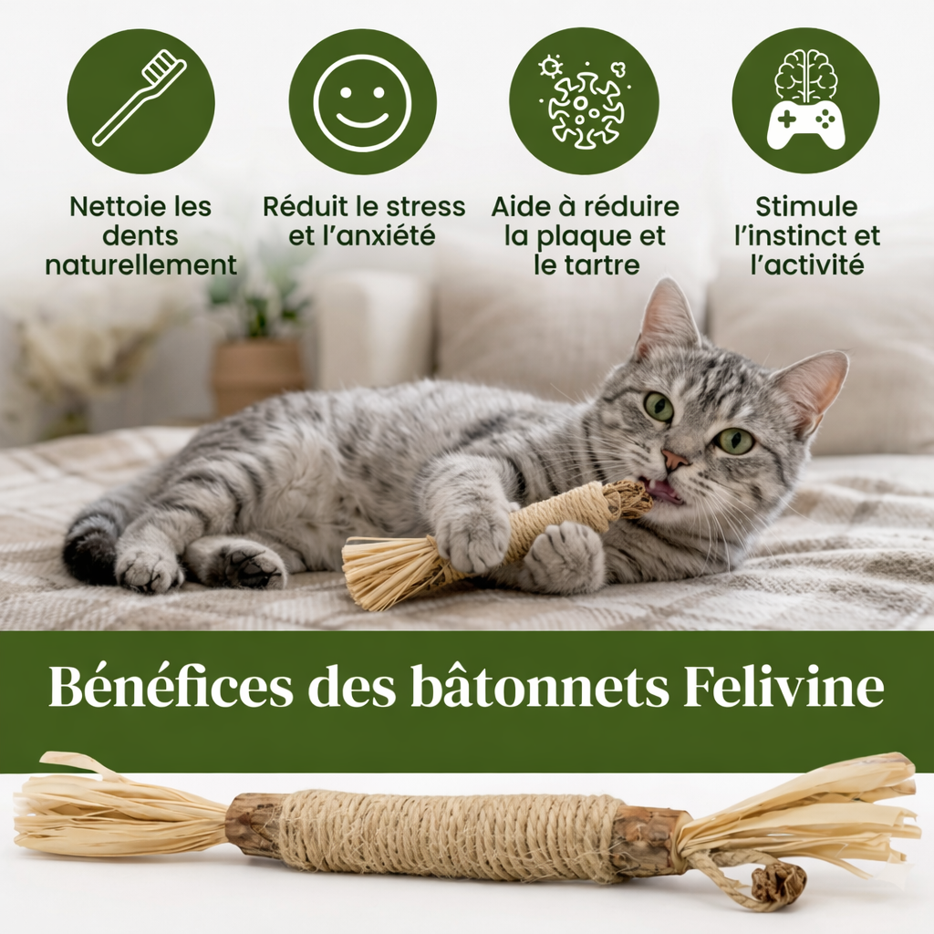 Felivine - Bâtonnets Dentaires