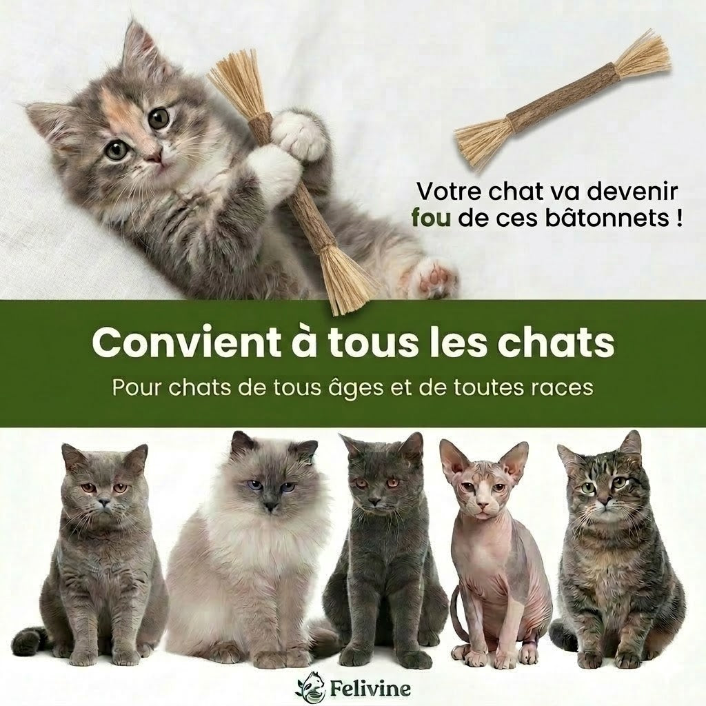 Felivine - Bâtonnets Dentaires